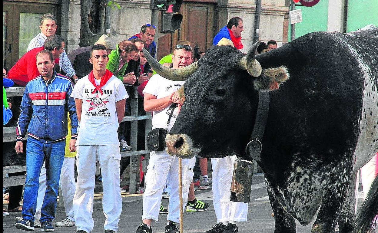 Buey en el encierro de Cuéllar, en una edición anterior. 