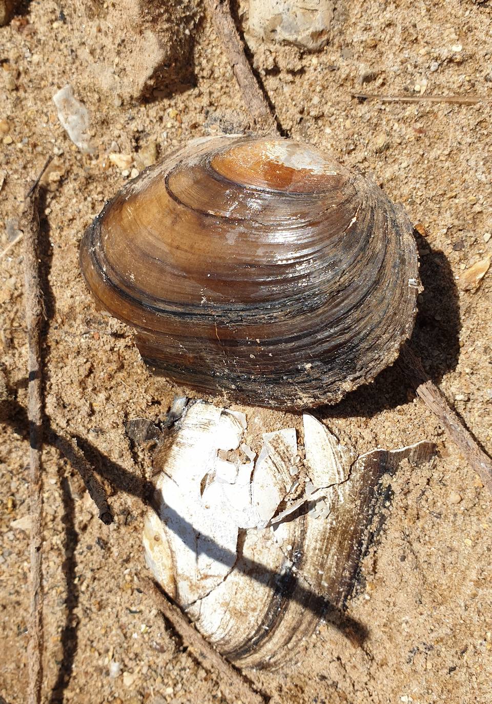 Fotos: La sequía produce estragos en el embalse de Aguilar de Campoo