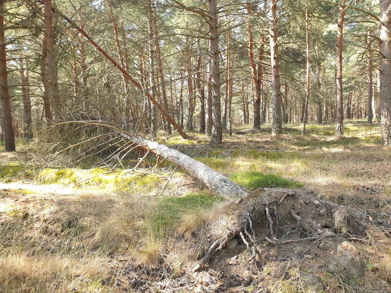 Fotos: La sequía produce estragos en el embalse de Aguilar de Campoo
