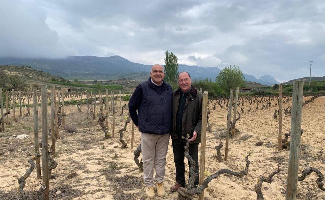 El Ministerio de Agricultura reconce 84 viñedos singulares en Rioja, uno de ellos de Carlos Moro