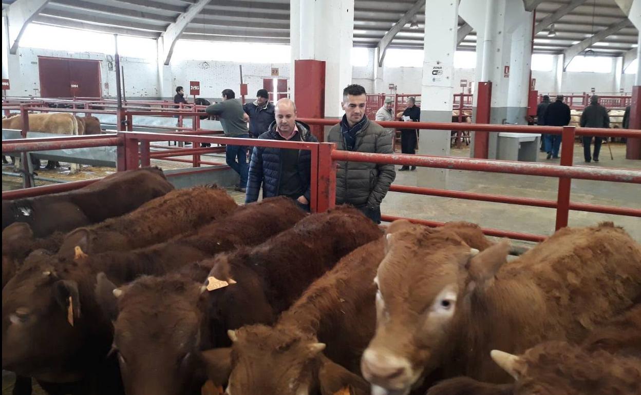 Feria del ganado en Salamanca.