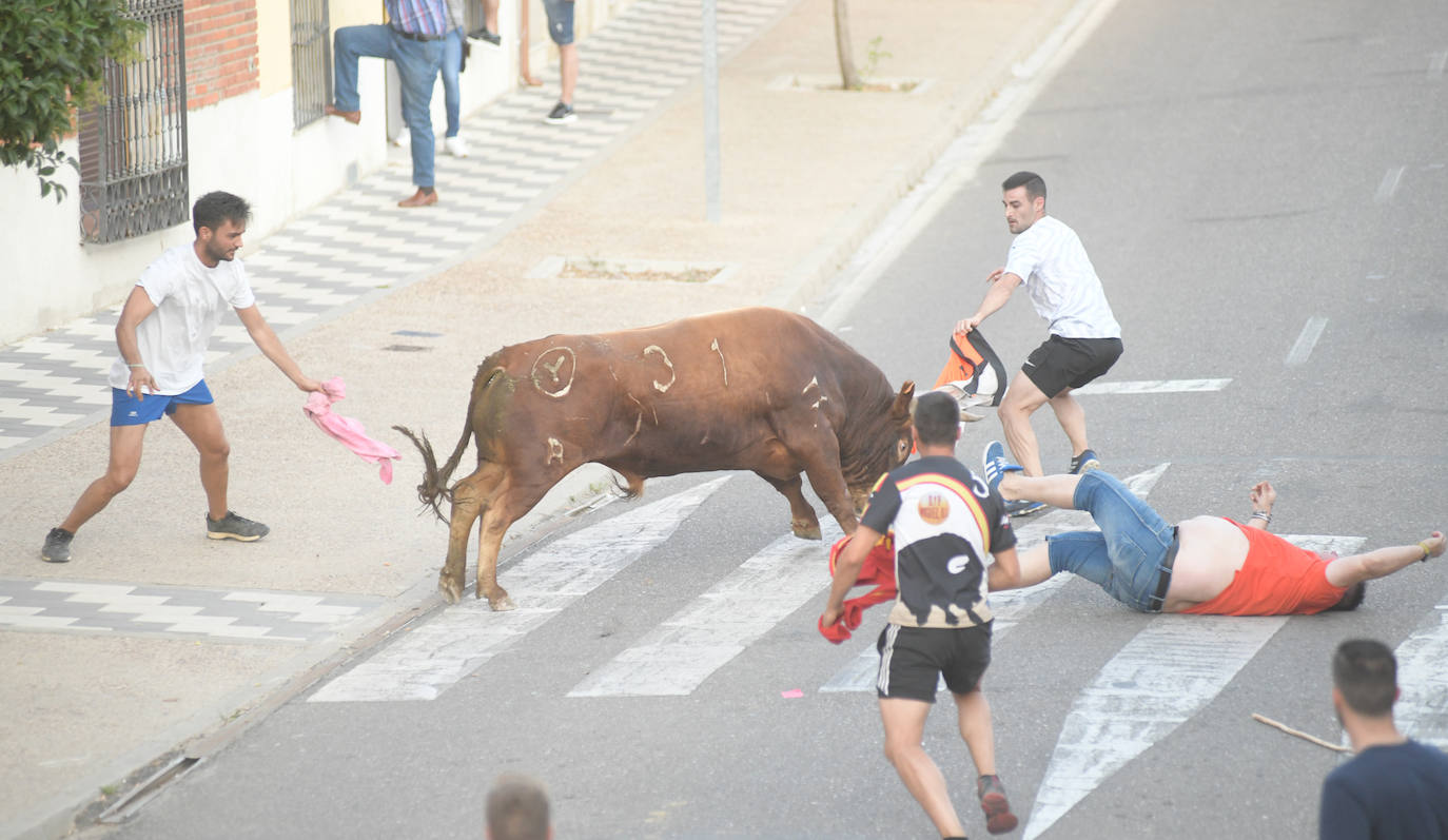 Un vecino de La Seca -F. S. de 45 años- ha resultado herido grave tras ser corneado en el encierro celebrado este sábado