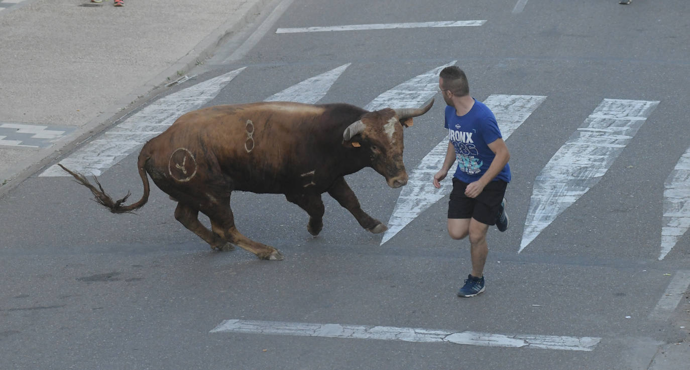 Un vecino de La Seca -F. S. de 45 años- ha resultado herido grave tras ser corneado en el encierro celebrado este sábado