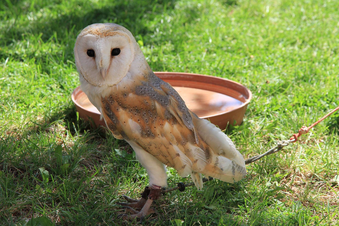 Fotos: XVII Fiesta del Sinodal de Aguilafuente