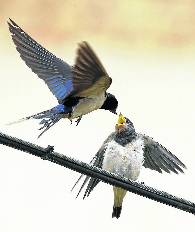 Una golondrina alimenta a uno de sus polluelos con un insecto en Abarca de Campos.