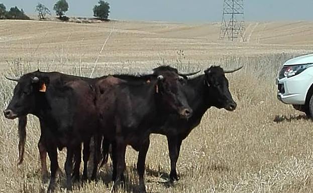 Tres de las vacas, halladas en unas tierras próximas a Fuensaldaña.