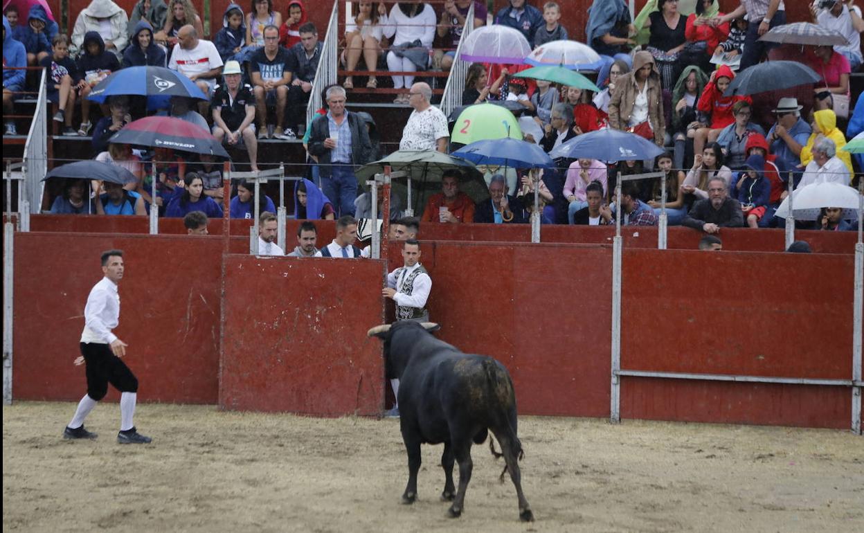 Dos participantes del concurso de cortes de Campaspero llaman la atención del toro mientras el público se refugia bajo los paraguas. 