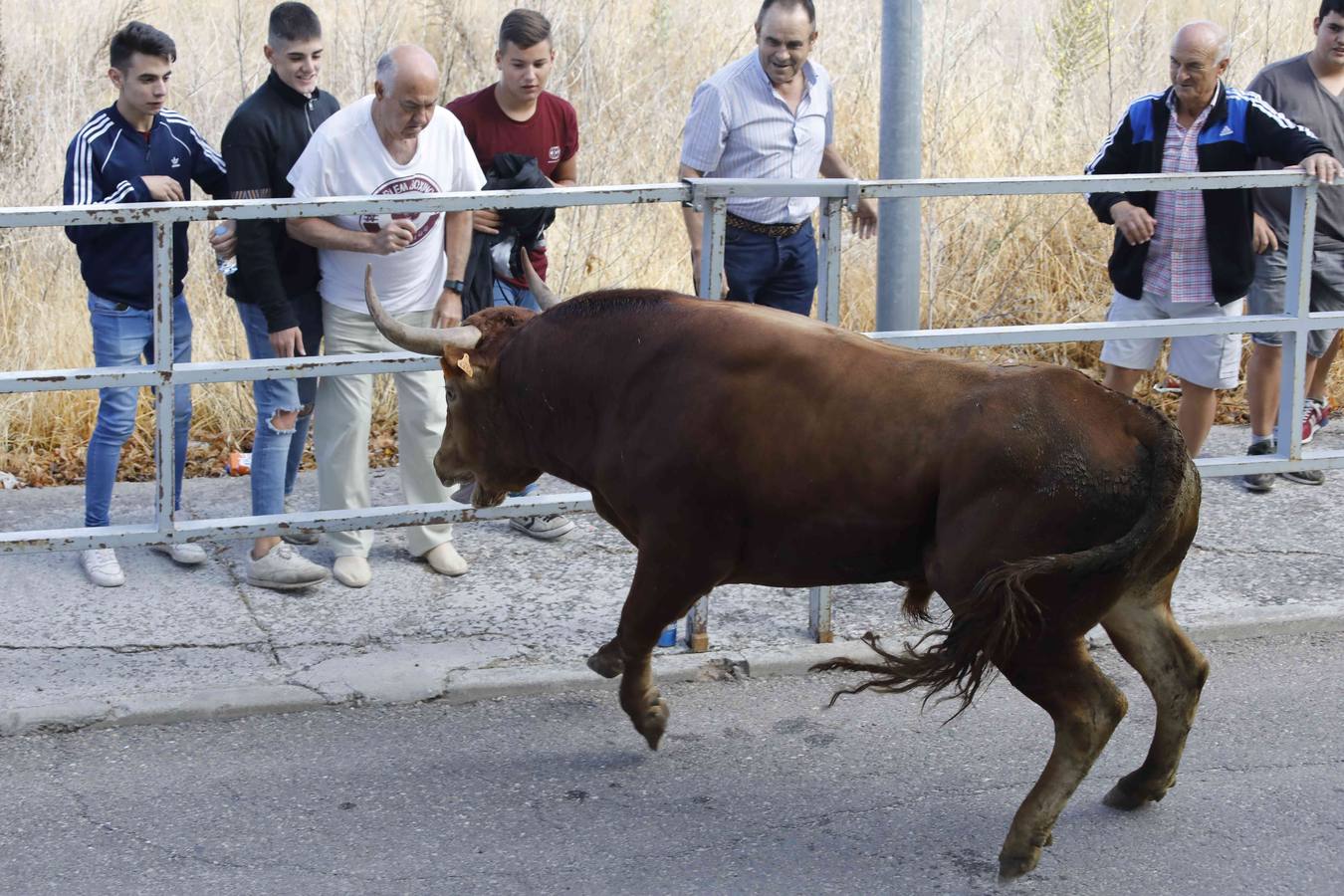 La capea fue entretenida gracias al ganado y a un grupo de cortadores, que no cesaron en su intento hasta lograr unos buenos cortes