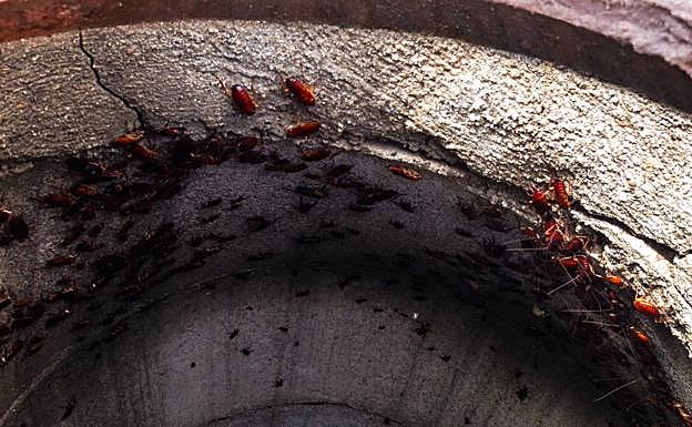 Galería. Así trabaja la Brigada Zoonosis. 