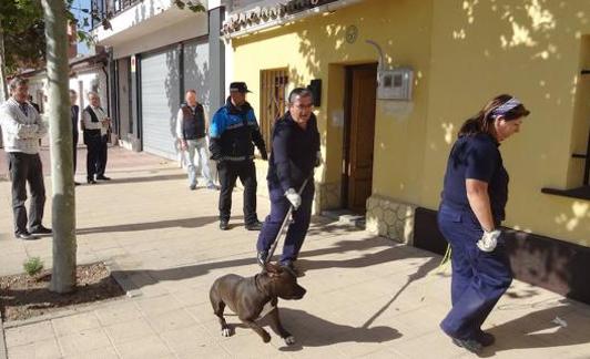 El servicio de laceros recoge a un perro de raza peligrosa en una de sus salidas.