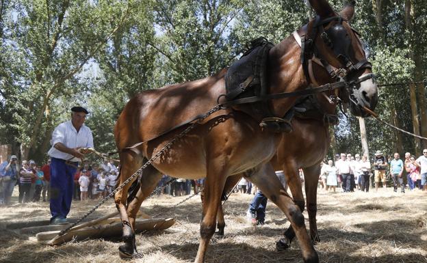 Demostración de la trilla en el plantío. 