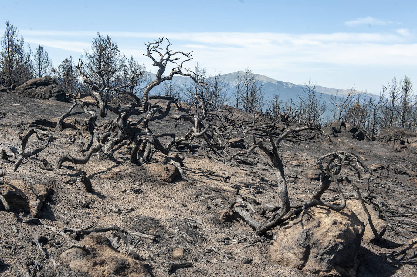 Recorrido por la devastación natural de una parte de la sierra de Guadarrama que ha quedado arrasada por las llamas del incendio que se declaró en La Granja hace nueve días