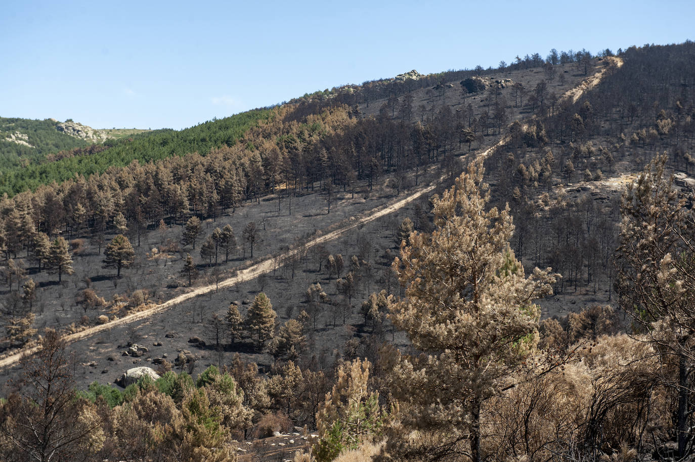 Recorrido por la devastación natural de una parte de la sierra de Guadarrama que ha quedado arrasada por las llamas del incendio que se declaró en La Granja hace nueve días