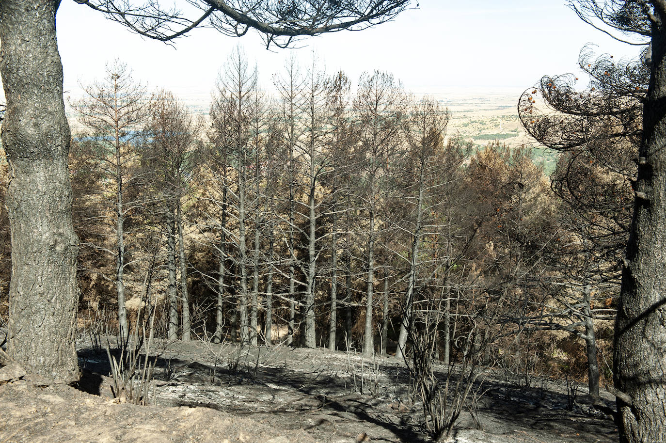 Los datos provisionales señalan que el fuego declarado hace nueve días en La Granja ha destruido unas 370 hectáreas,el 80% en terrenos particulares. Una buena parte de la superficie arrasada está dentro del Parque Nacional Sierra de Guadarrama 