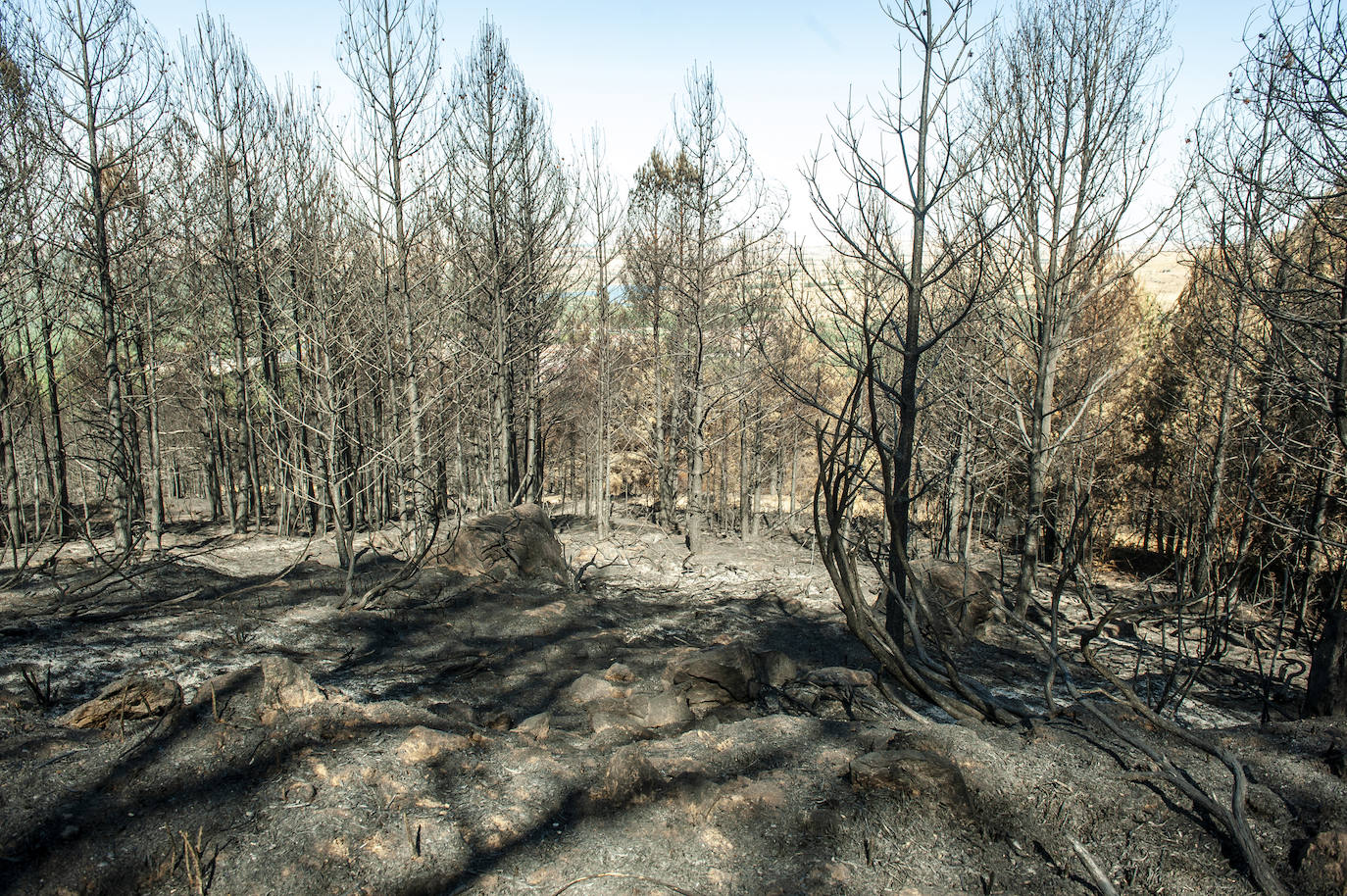 Los datos provisionales señalan que el fuego declarado hace nueve días en La Granja ha destruido unas 370 hectáreas,el 80% en terrenos particulares. Una buena parte de la superficie arrasada está dentro del Parque Nacional Sierra de Guadarrama 