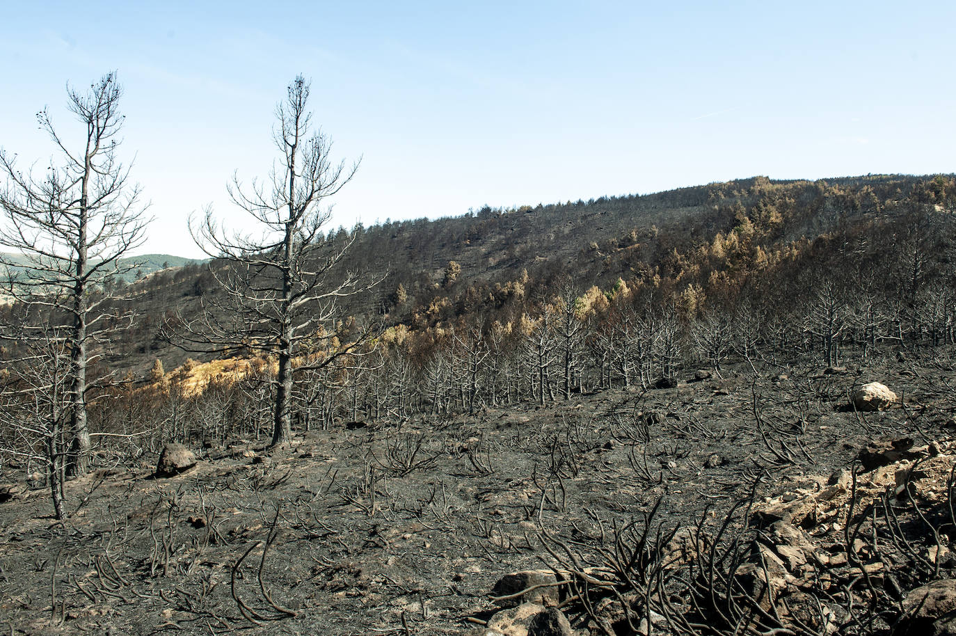 Los datos provisionales señalan que el fuego declarado hace nueve días en La Granja ha destruido unas 370 hectáreas,el 80% en terrenos particulares. Una buena parte de la superficie arrasada está dentro del Parque Nacional Sierra de Guadarrama 