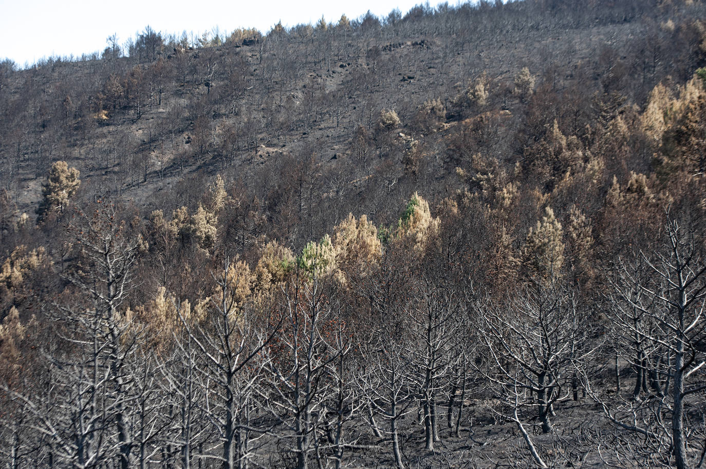 Los datos provisionales señalan que el fuego declarado hace nueve días en La Granja ha destruido unas 370 hectáreas,el 80% en terrenos particulares. Una buena parte de la superficie arrasada está dentro del Parque Nacional Sierra de Guadarrama 