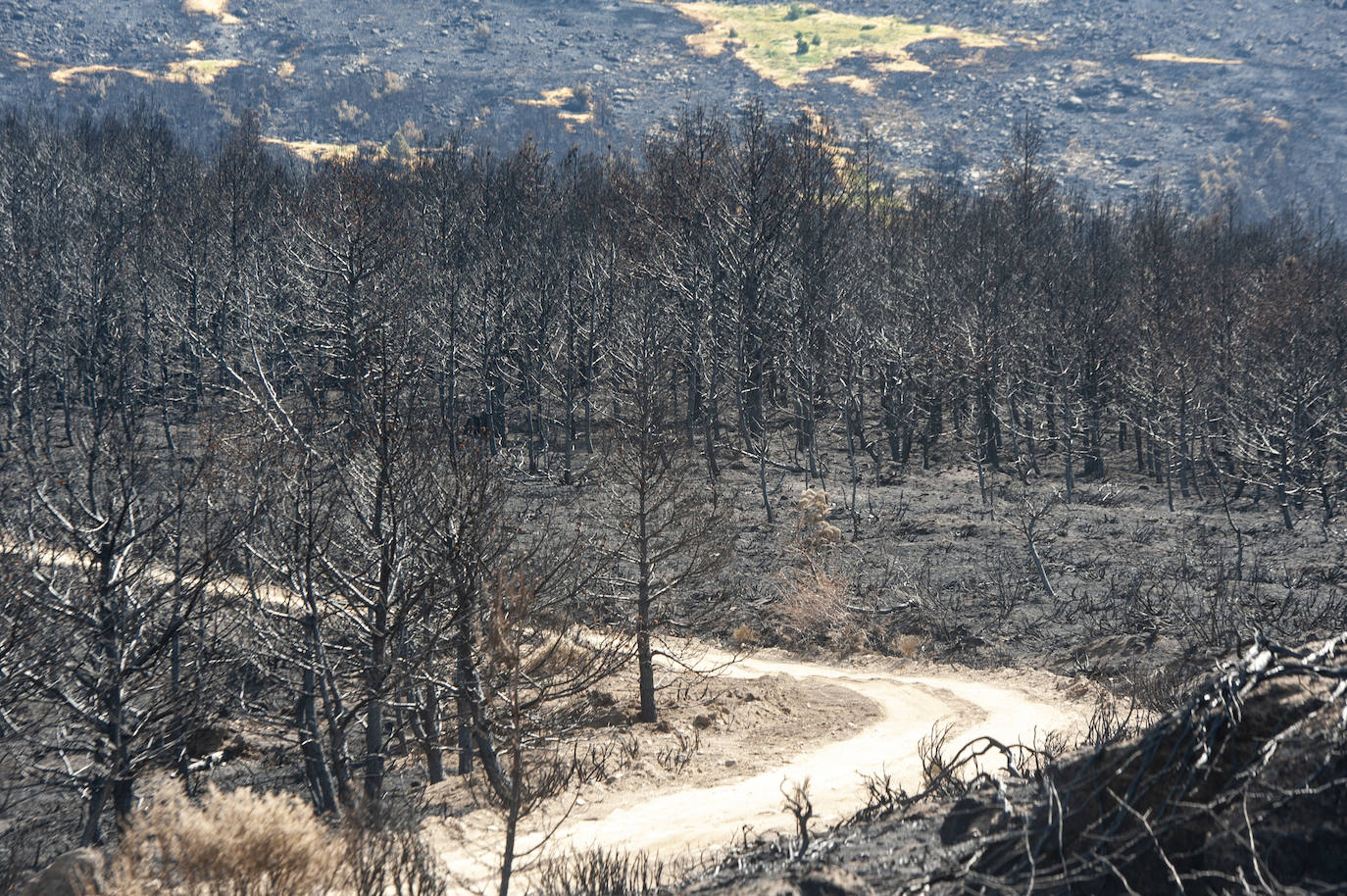 Los datos provisionales señalan que el fuego declarado hace nueve días en La Granja ha destruido unas 370 hectáreas,el 80% en terrenos particulares. Una buena parte de la superficie arrasada está dentro del Parque Nacional Sierra de Guadarrama 