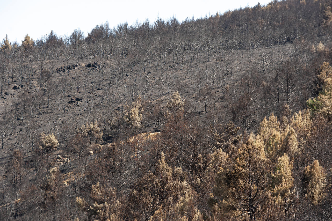 Los datos provisionales señalan que el fuego declarado hace nueve días en La Granja ha destruido unas 370 hectáreas,el 80% en terrenos particulares. Una buena parte de la superficie arrasada está dentro del Parque Nacional Sierra de Guadarrama 