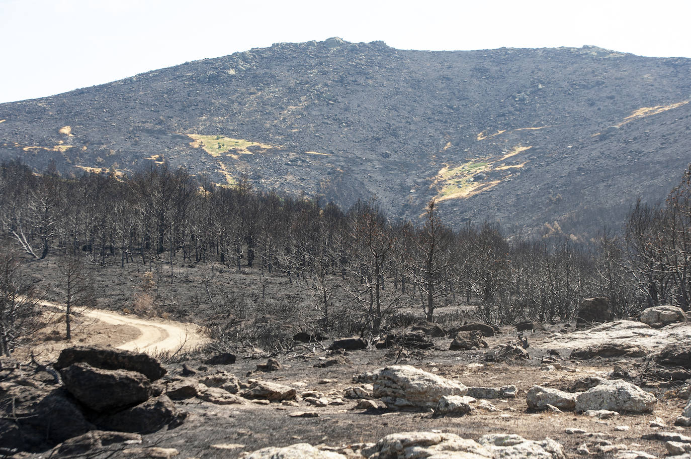 Los datos provisionales señalan que el fuego declarado hace nueve días en La Granja ha destruido unas 370 hectáreas,el 80% en terrenos particulares. Una buena parte de la superficie arrasada está dentro del Parque Nacional Sierra de Guadarrama 