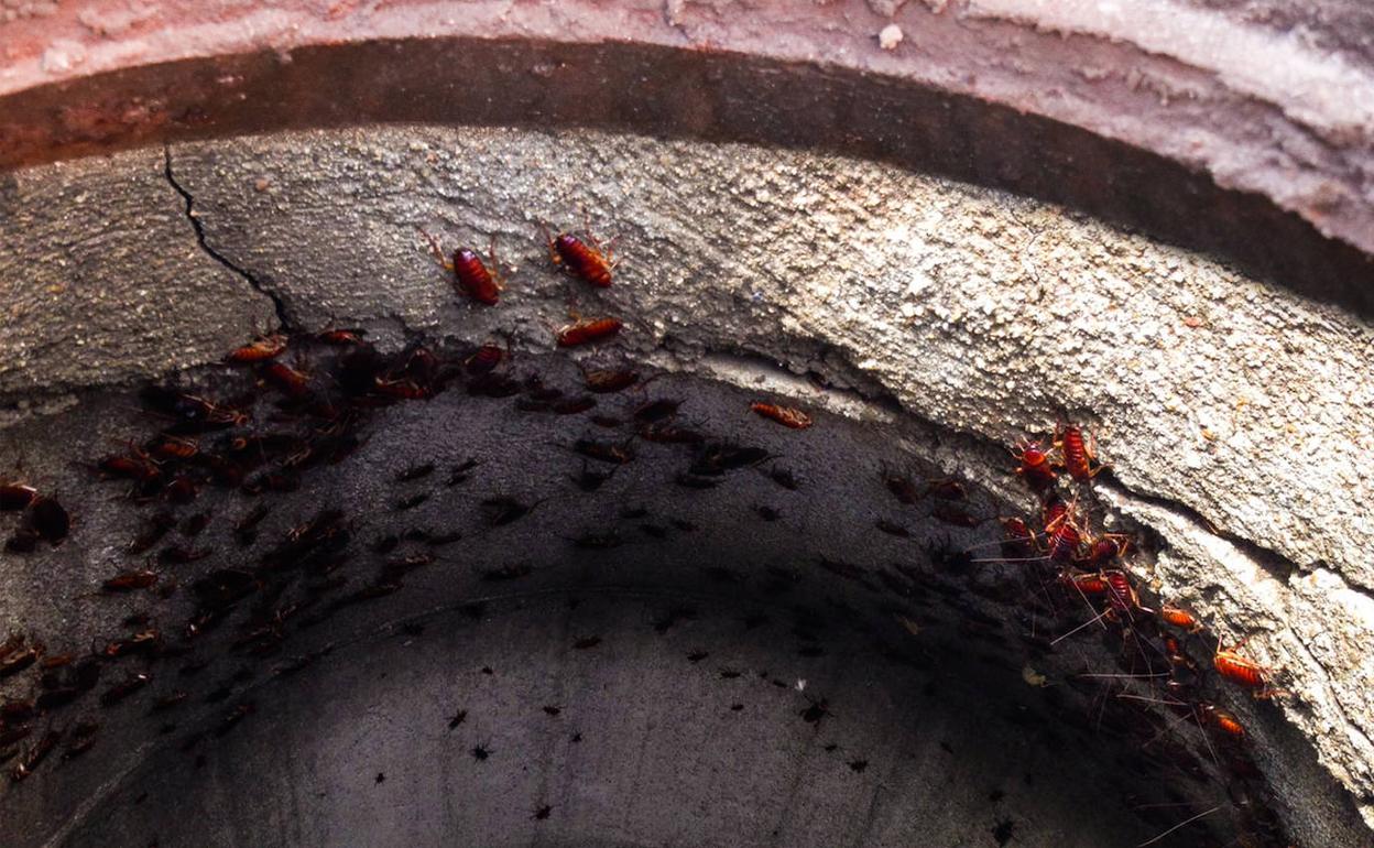 Plaga de cucarachas en el interior del alcantarillado.