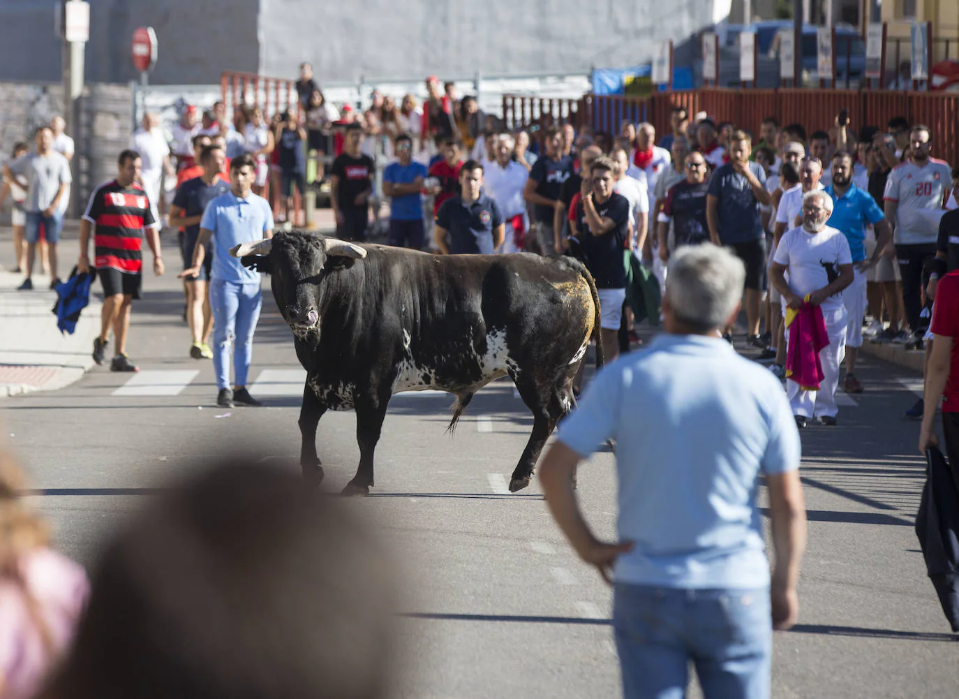 Fotos: Toro del Alba de Tudela de Duero