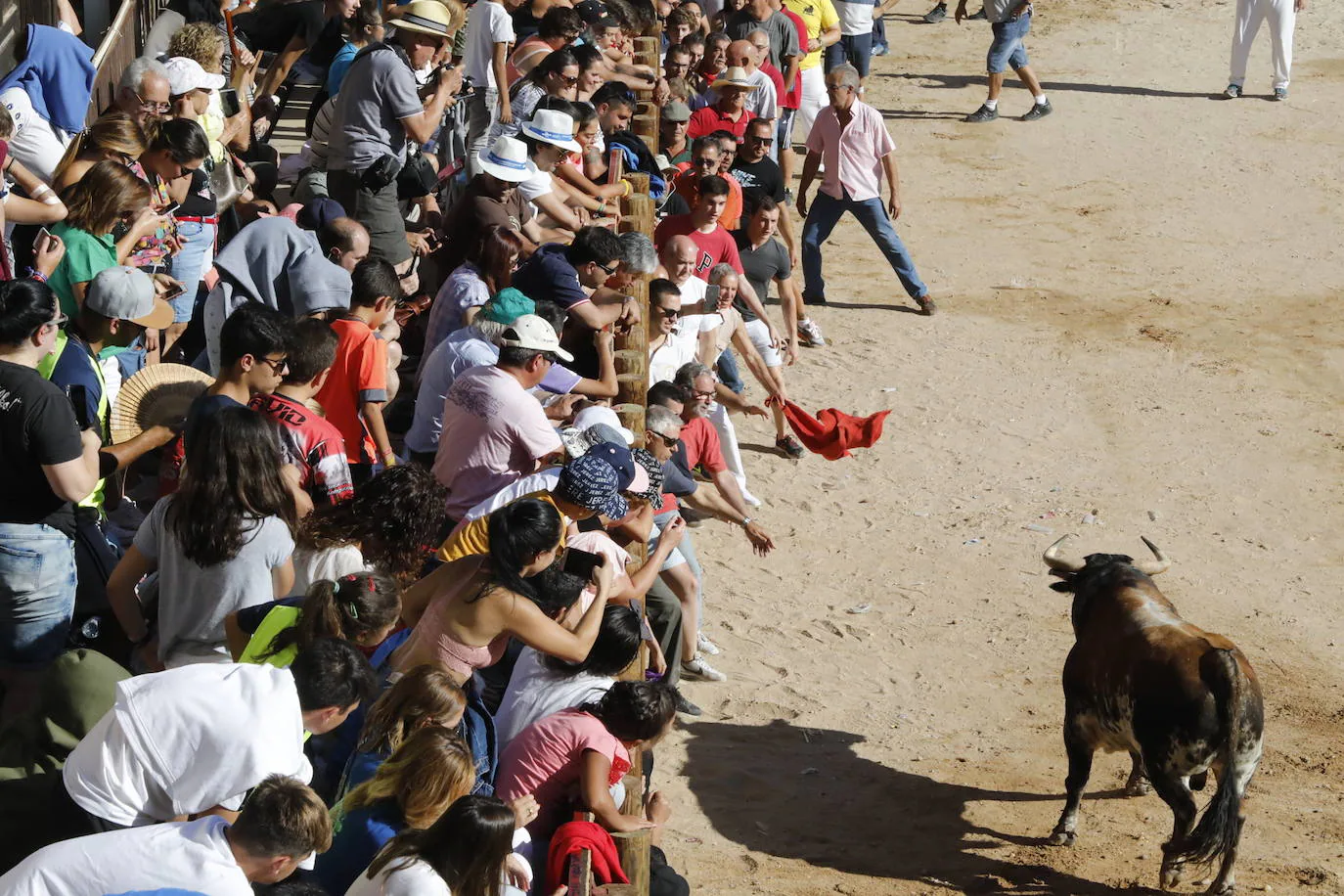 Esta mañana se ha celebrado el primer encierro de las fiestas de la localidad vallisoletana, seguido de tradicional capea. En este primer enchiqueramiento han participado seis toros acompañados de un grupo de mansos.