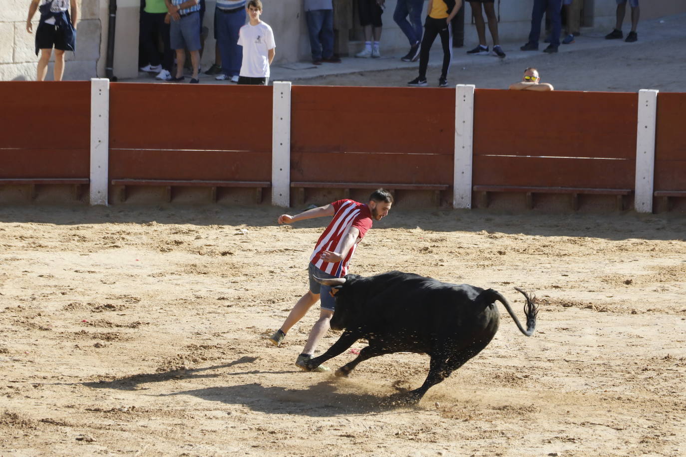 Esta mañana se ha celebrado el primer encierro de las fiestas de la localidad vallisoletana, seguido de tradicional capea. En este primer enchiqueramiento han participado seis toros acompañados de un grupo de mansos.