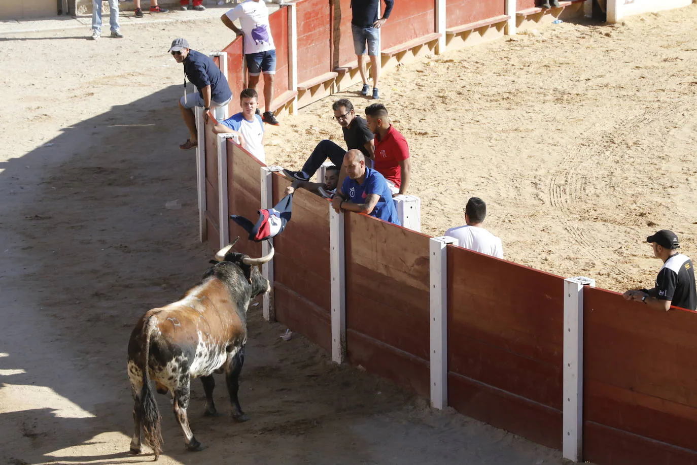 Esta mañana se ha celebrado el primer encierro de las fiestas de la localidad vallisoletana, seguido de tradicional capea. En este primer enchiqueramiento han participado seis toros acompañados de un grupo de mansos.