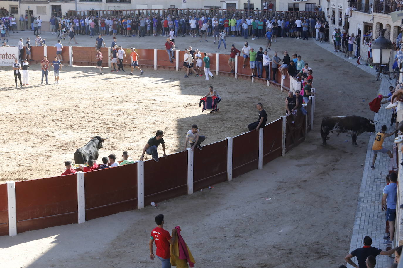 Esta mañana se ha celebrado el primer encierro de las fiestas de la localidad vallisoletana, seguido de tradicional capea. En este primer enchiqueramiento han participado seis toros acompañados de un grupo de mansos.