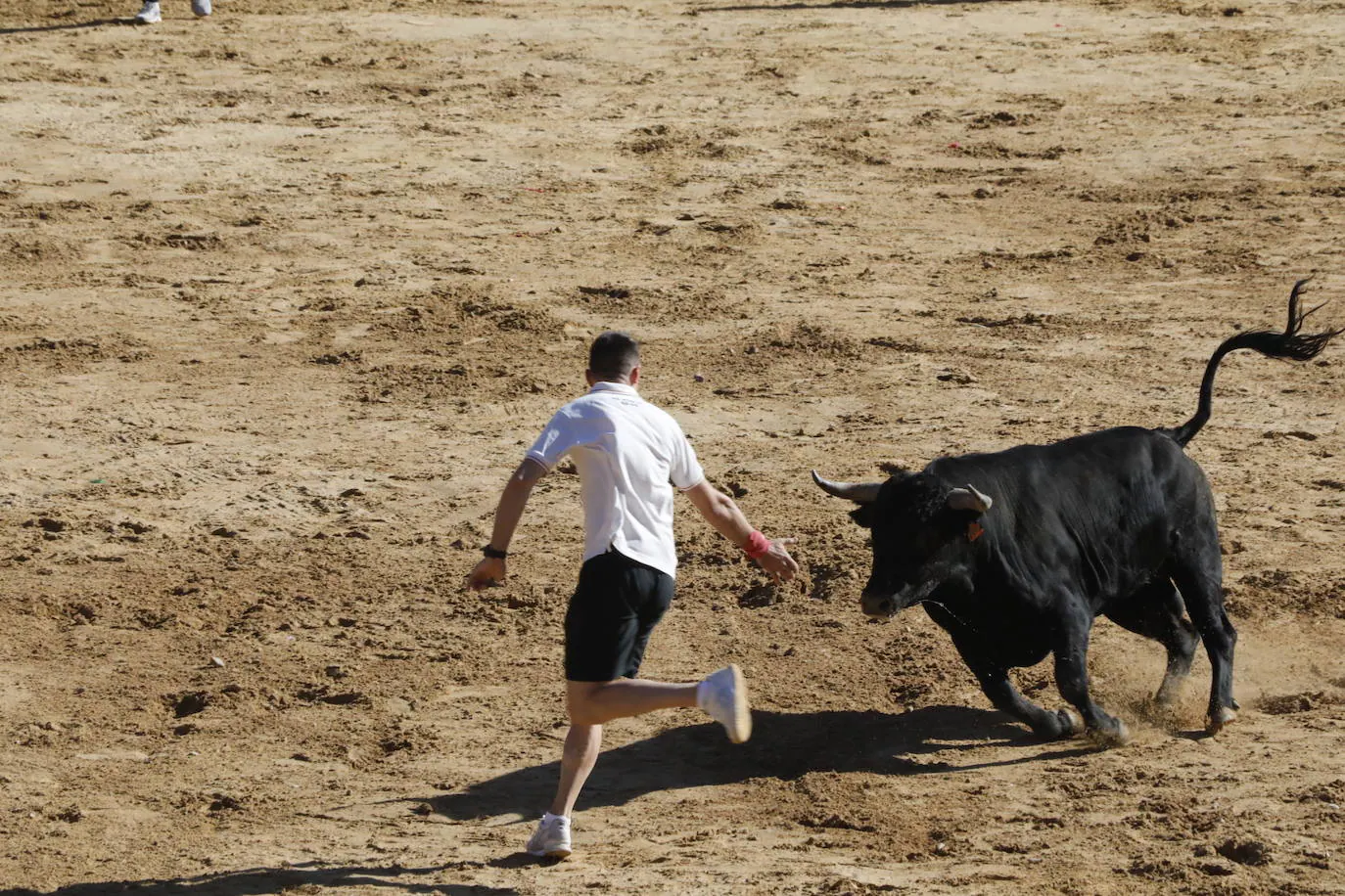 Esta mañana se ha celebrado el primer encierro de las fiestas de la localidad vallisoletana, seguido de tradicional capea. En este primer enchiqueramiento han participado seis toros acompañados de un grupo de mansos.