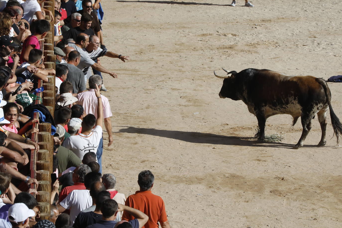 Esta mañana se ha celebrado el primer encierro de las fiestas de la localidad vallisoletana, seguido de tradicional capea. En este primer enchiqueramiento han participado seis toros acompañados de un grupo de mansos.