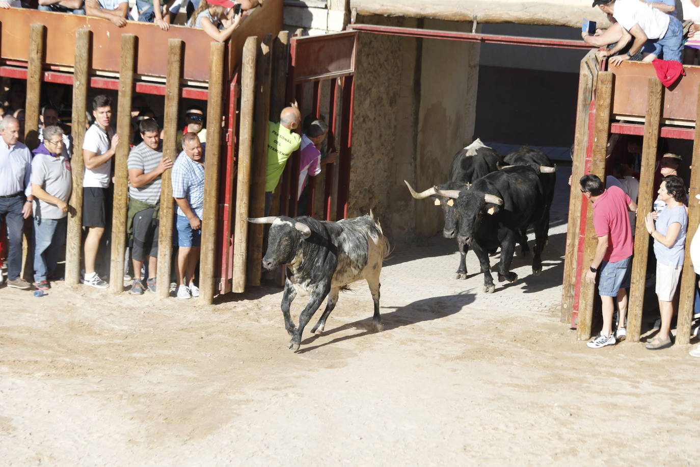 Esta mañana se ha celebrado el primer encierro de las fiestas de la localidad vallisoletana, seguido de tradicional capea. En este primer enchiqueramiento han participado seis toros acompañados de un grupo de mansos.