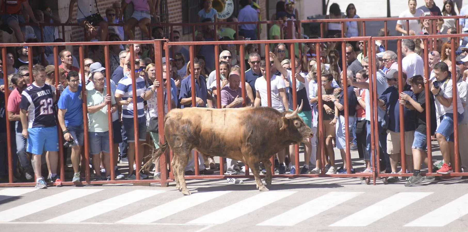 Fotos: Toro del Verdejo en Rueda