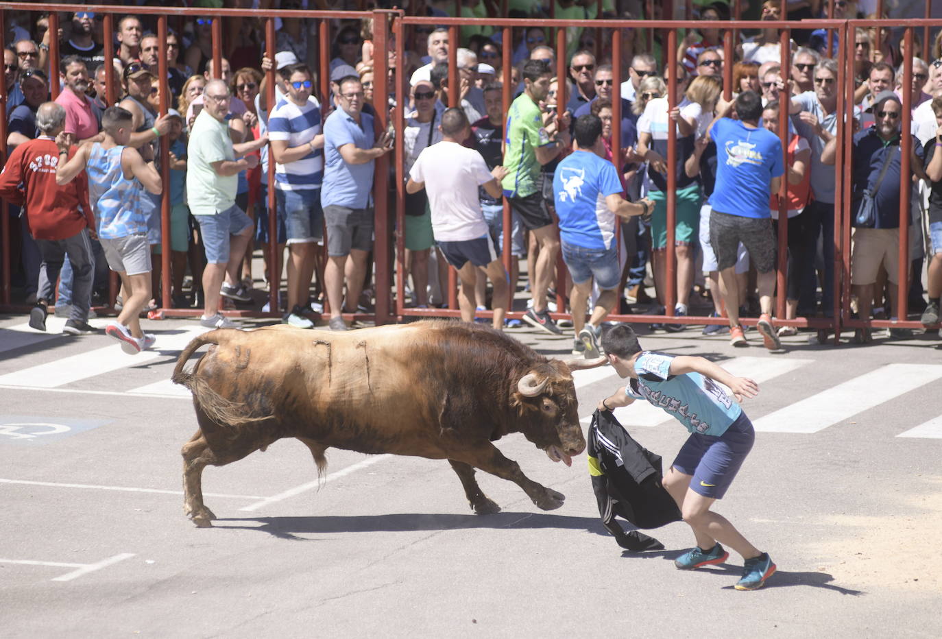 Toro del Verdejo, celebrado, ayer jueves, en Rueda. 