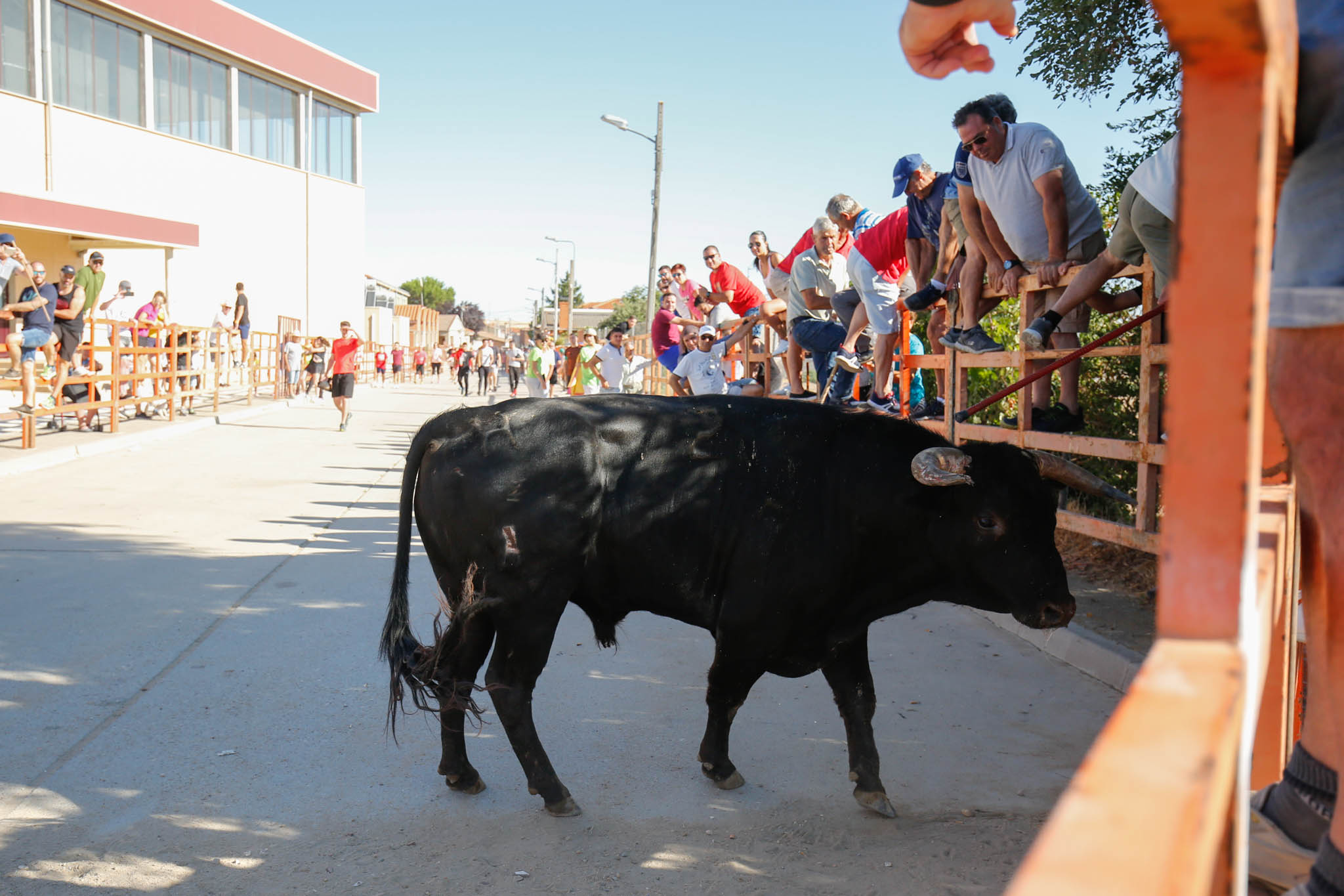 Fotos: Encierro urbano de Cantalpino