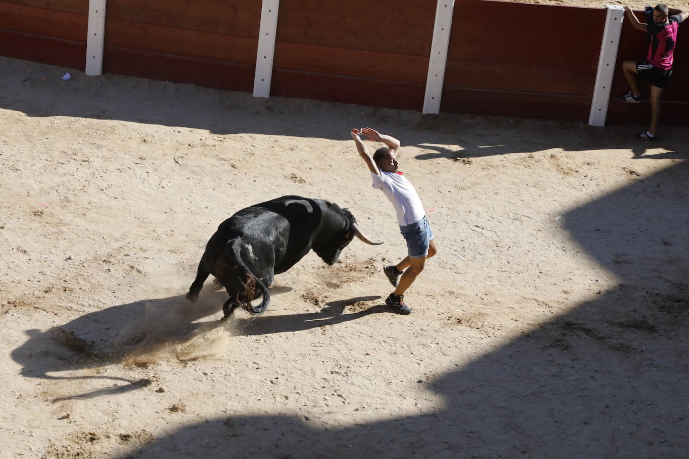 Fotos: Segundo encierro y capea matinal en Peñafiel