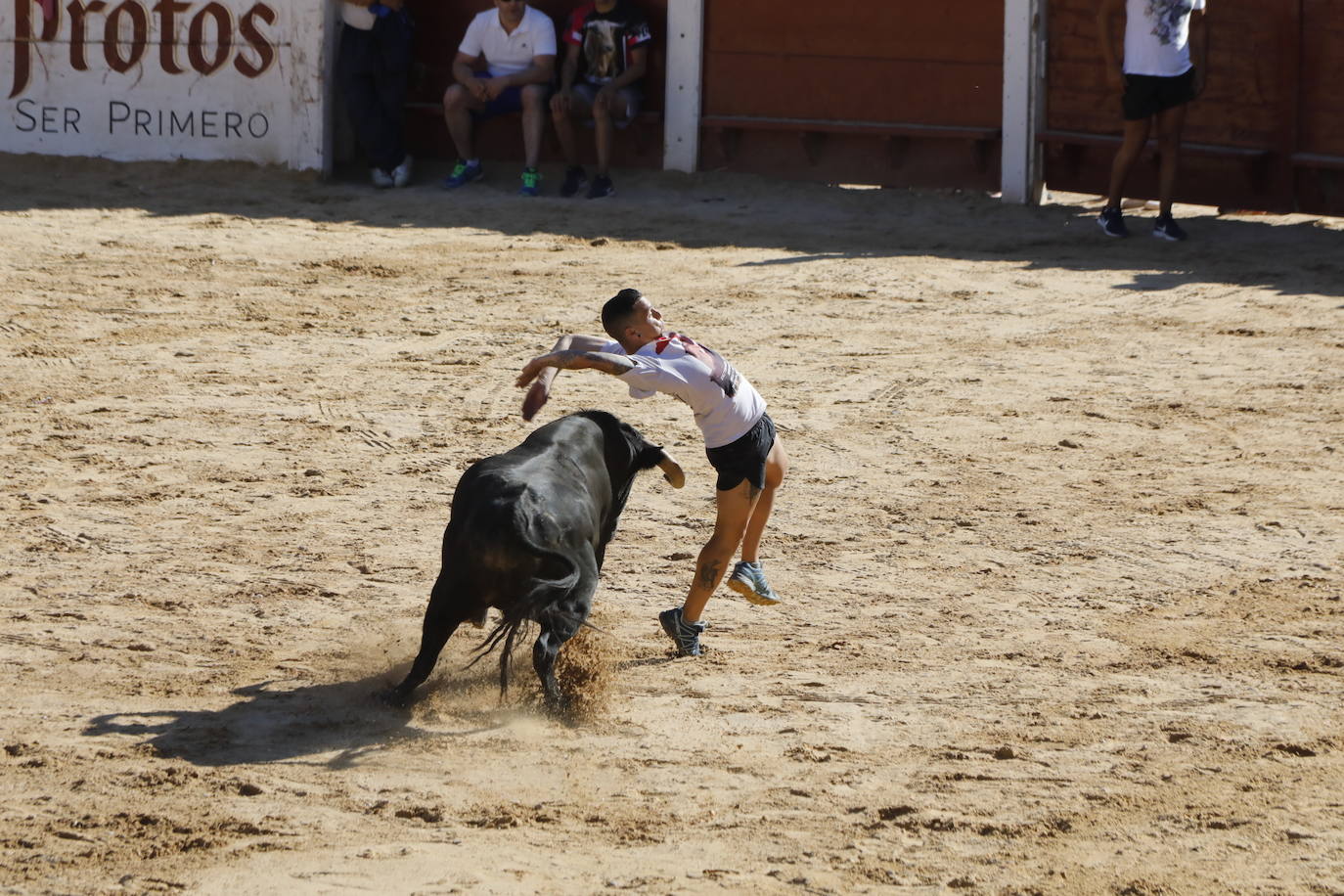 Fotos: Segundo encierro y capea matinal en Peñafiel