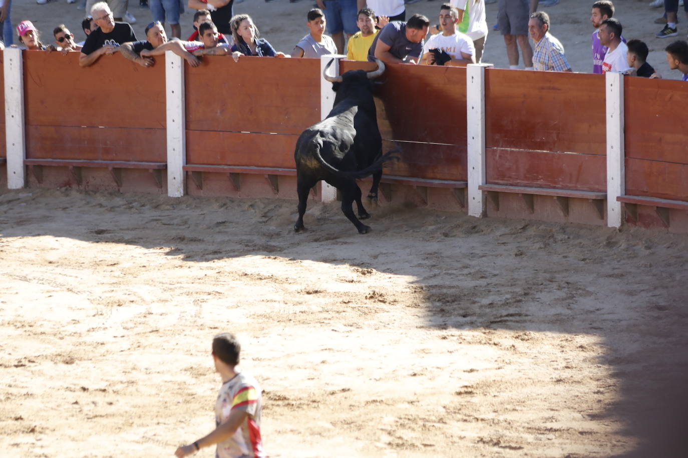 Fotos: Segundo encierro y capea matinal en Peñafiel