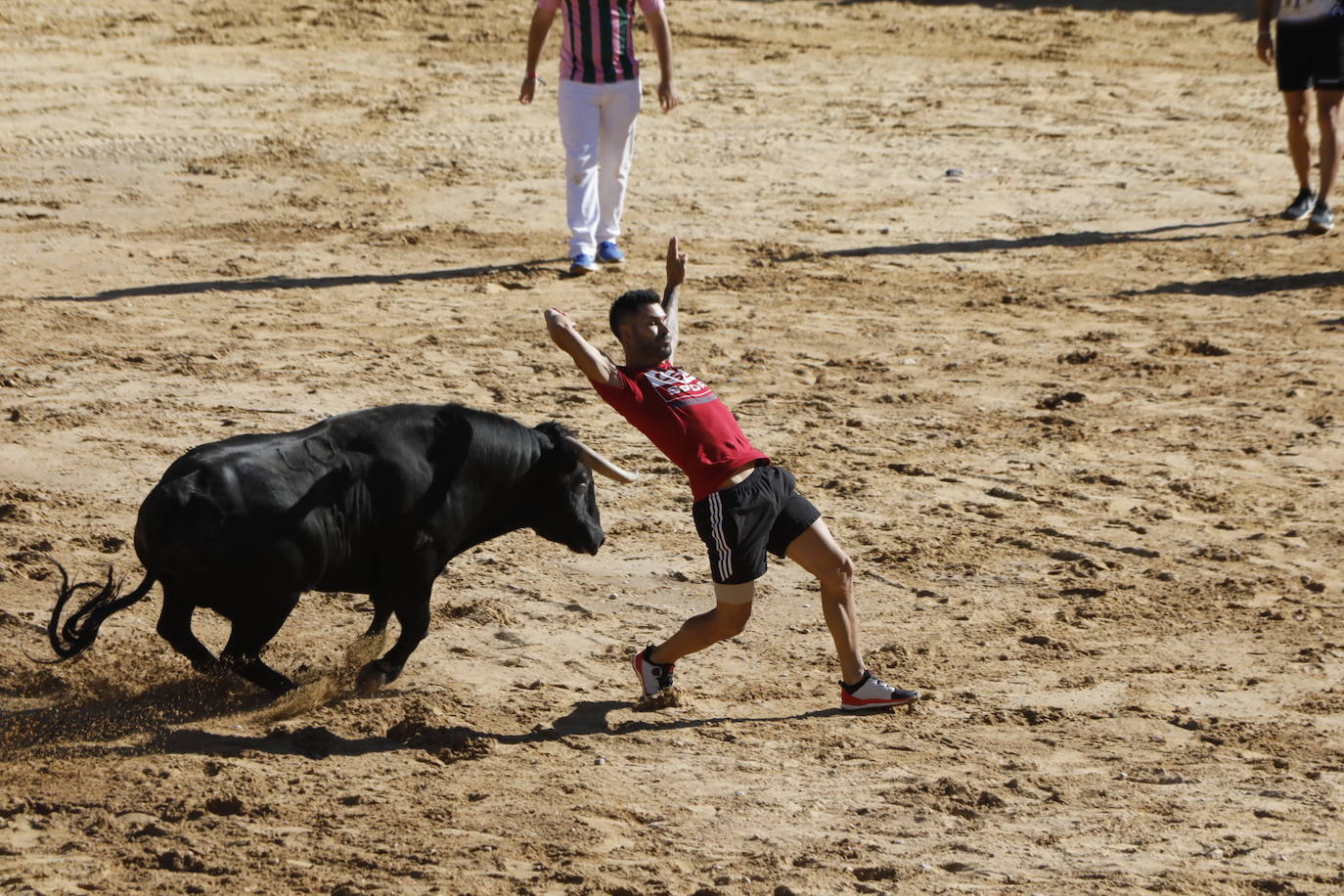 Fotos: Segundo encierro y capea matinal en Peñafiel