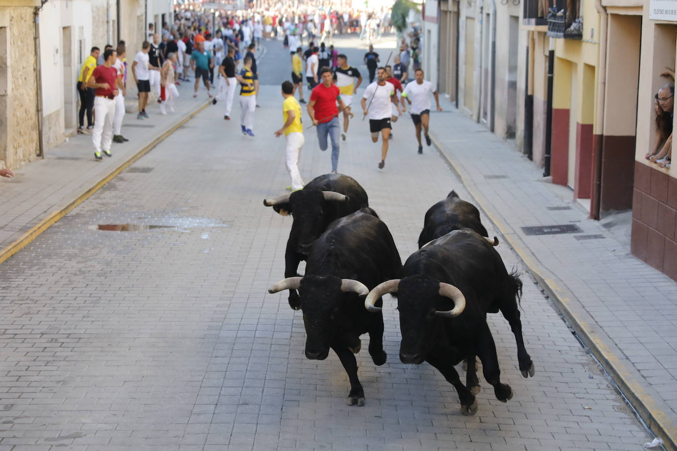 Fotos: Segundo encierro y capea matinal en Peñafiel