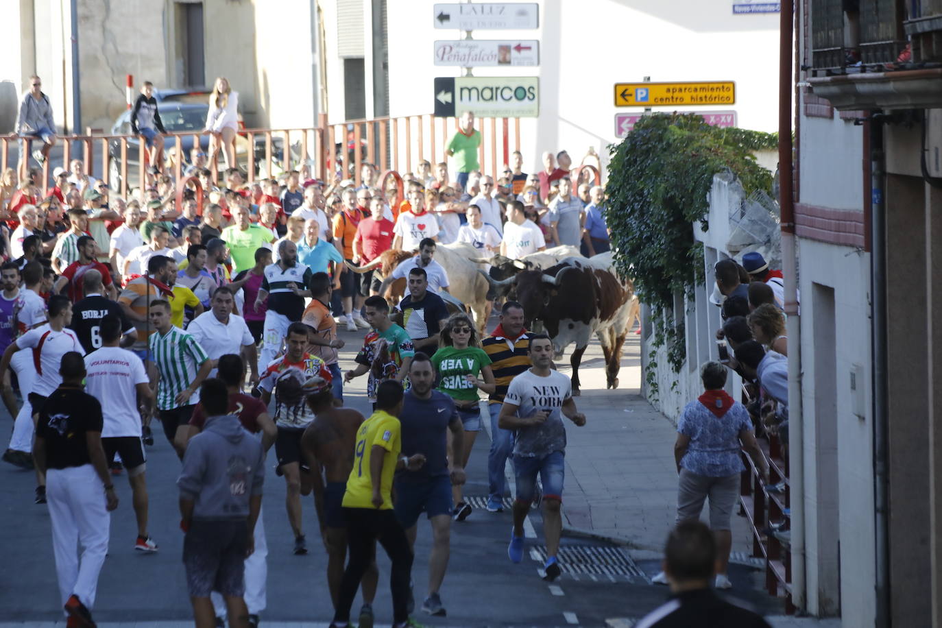 Fotos: Segundo encierro y capea matinal en Peñafiel