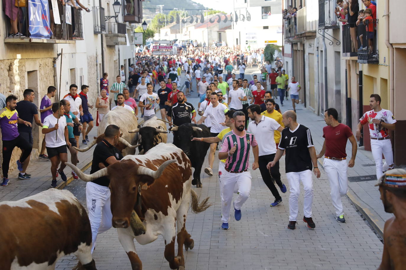 Fotos: Segundo encierro y capea matinal en Peñafiel