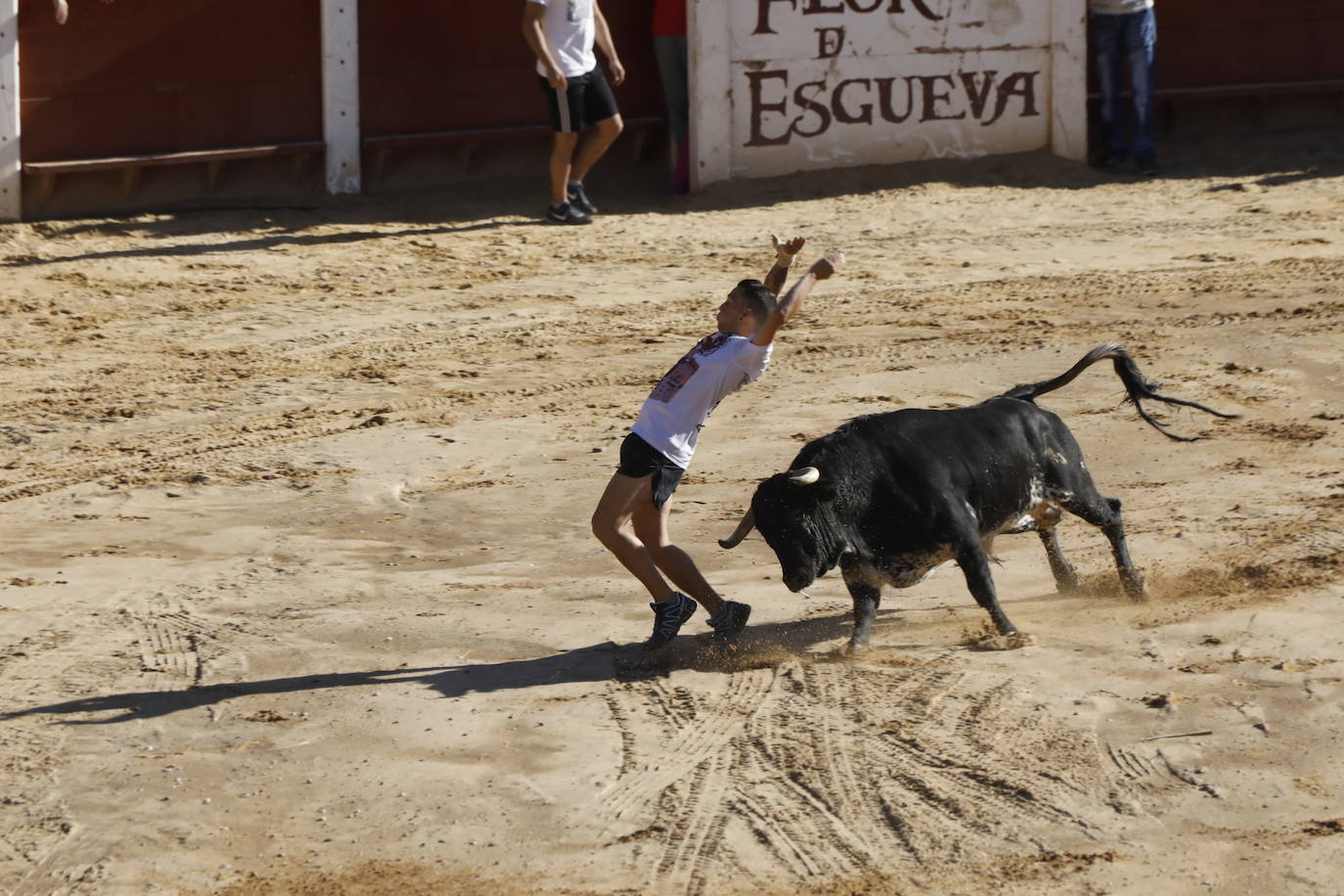 Fotos: Segundo encierro y capea matinal en Peñafiel