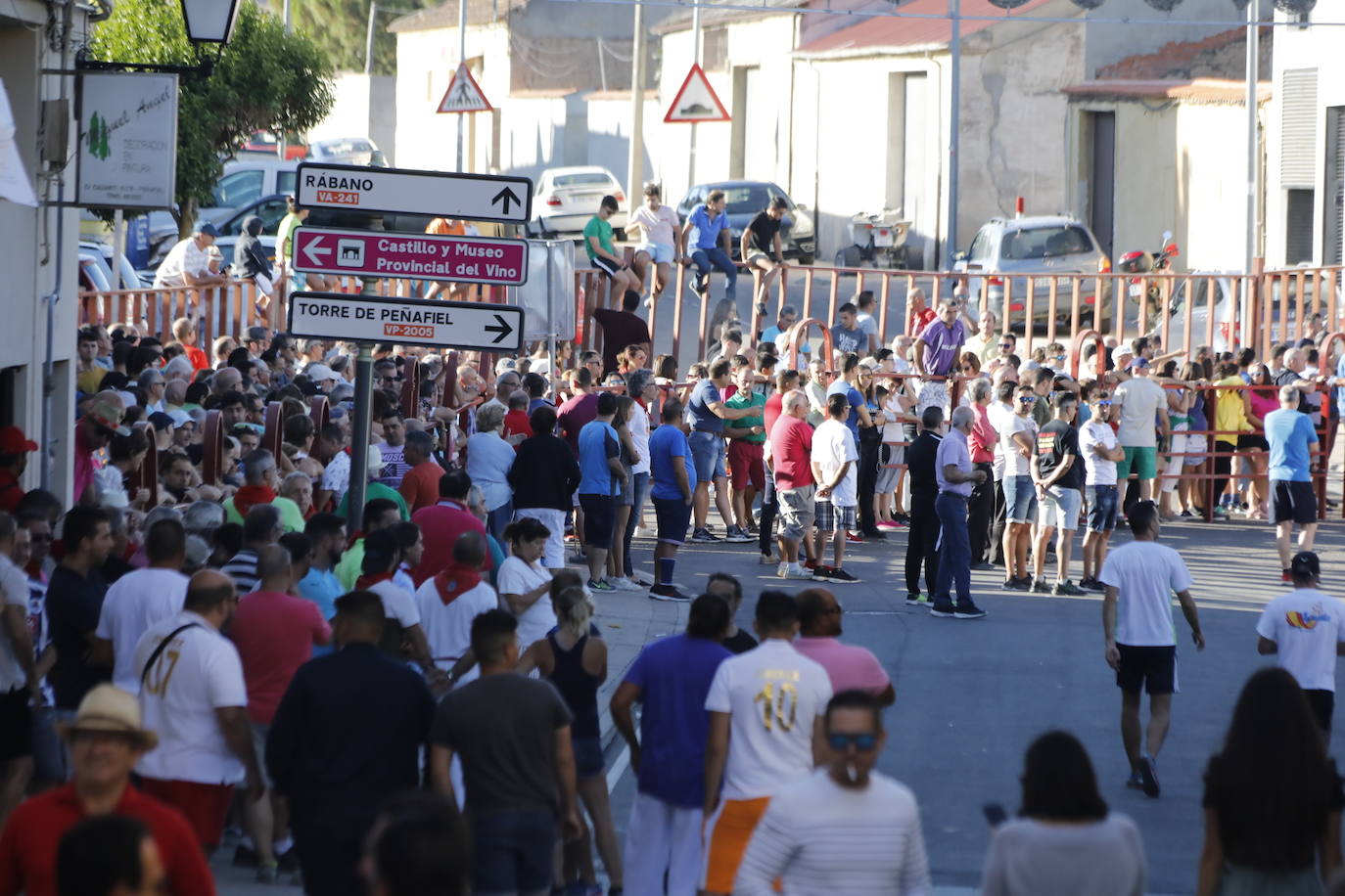 Fotos: Encierro y capea matutina del sábado en Peñafiel