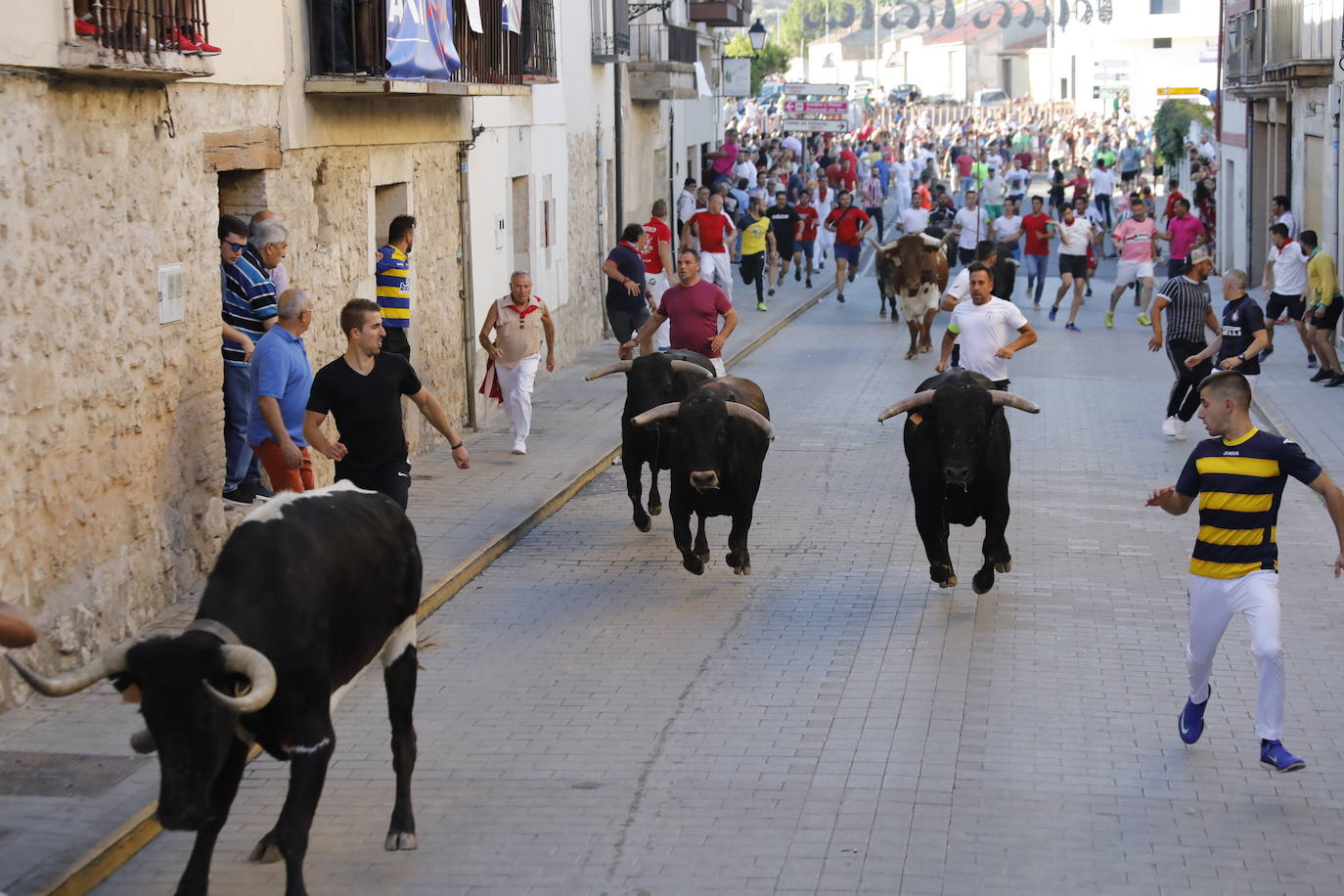 Fotos: Encierro y capea matutina del sábado en Peñafiel