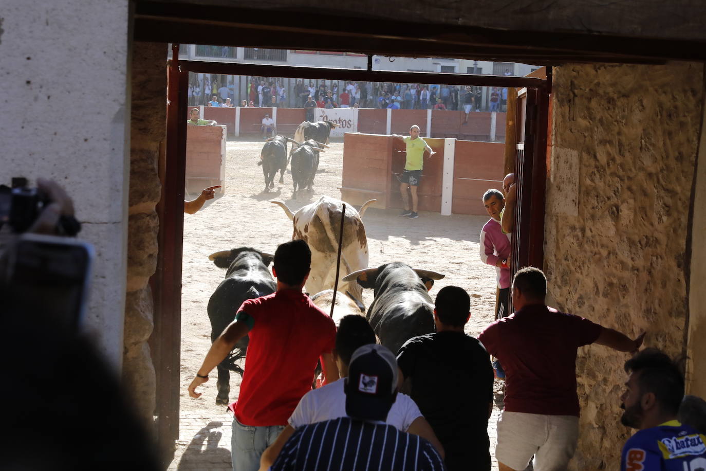 Fotos: Encierro y capea matutina del sábado en Peñafiel