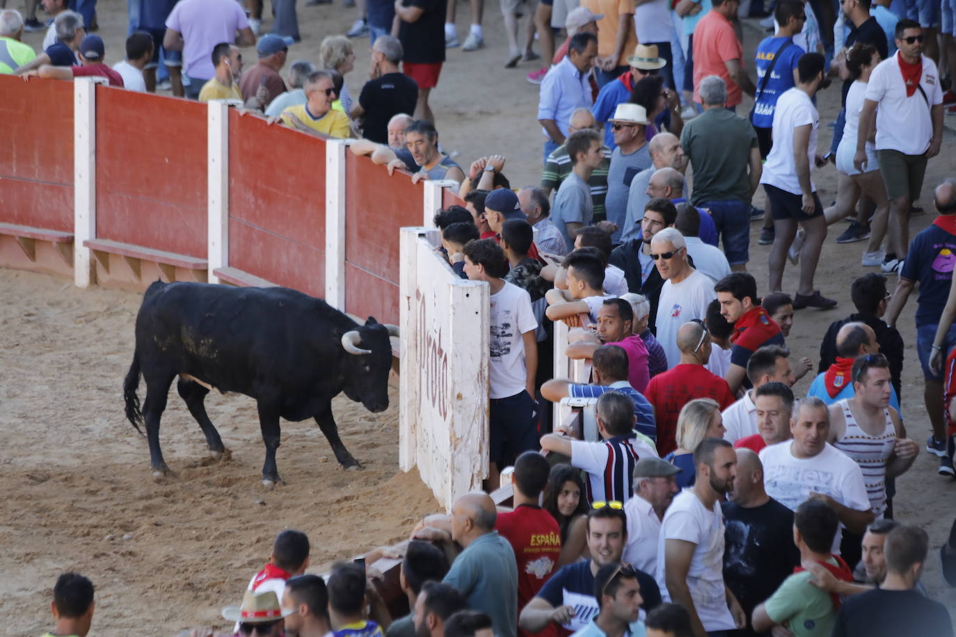 Fotos: Encierro y capea matutina del sábado en Peñafiel