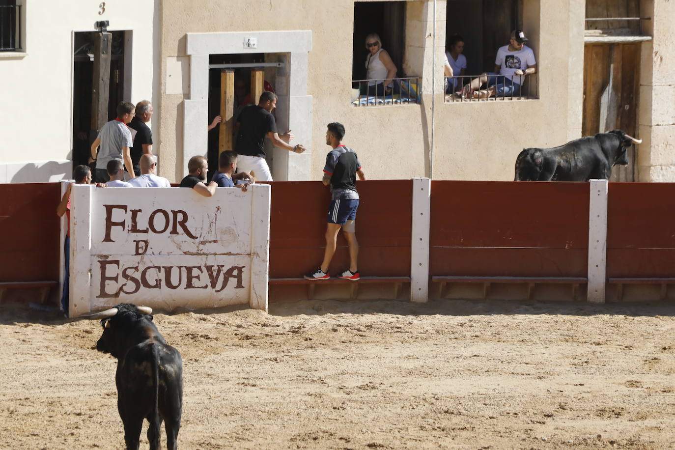 Fotos: Encierro y capea matutina del sábado en Peñafiel