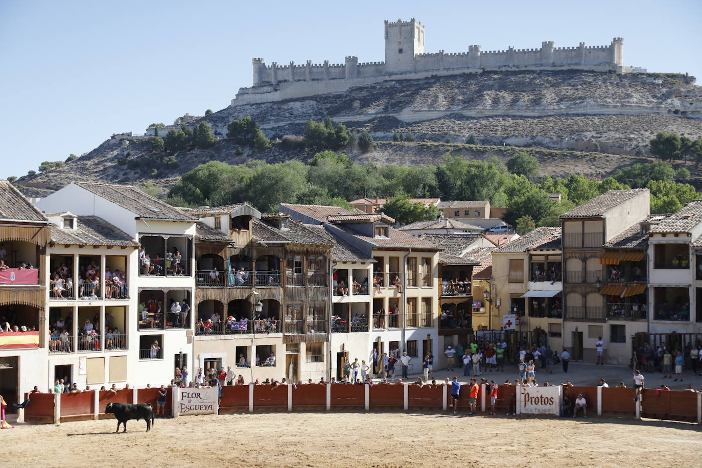 Fotos: Encierro y capea matutina del sábado en Peñafiel